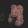 Rose Bear Pink
